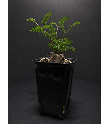 Amazon.co.jp: オペルクリカリア パキプス 根挿し株 ポットごと : DIY